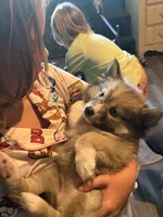 Crazy Cutie, a female Pomsky for sale in Madisonville, TX – 4 of 6