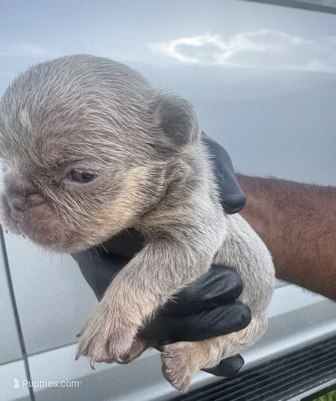 Isabella & tan male – French Bulldog puppy for sale in Port Saint Lucie, FL