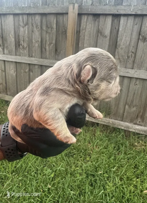 Isabella fluffy Merle male – French Bulldog puppy for sale in Port Saint Lucie, FL