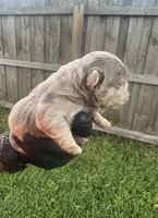 Isabella fluffy Merle male, a male French Bulldog for sale in Port Saint Lucie, FL – 1 of 4