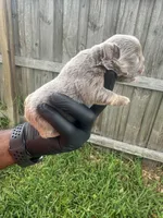 Isabella fluffy girl, a female French Bulldog for sale in Port Saint Lucie, FL – 4 of 5