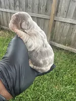 Isabella fluffy Merle male, a male French Bulldog for sale in Port Saint Lucie, FL – 4 of 4