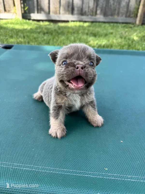 Isabella fluffy girl – French Bulldog puppy for sale in Port Saint Lucie, FL