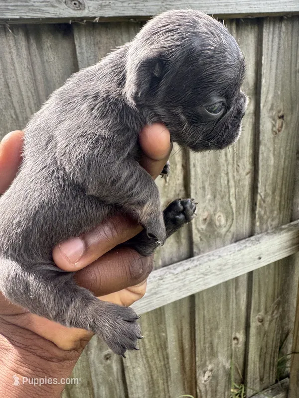 Blue female  – French Bulldog puppy for sale in Port Saint Lucie, FL