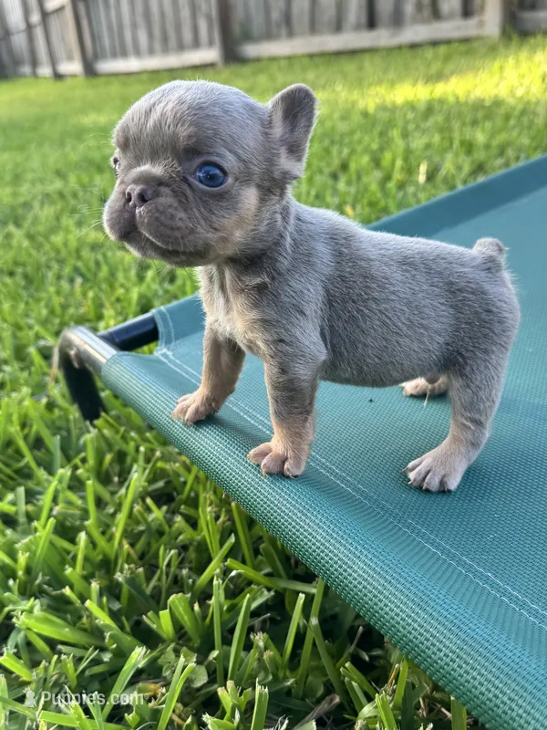 Isabella & tan male – French Bulldog puppy for sale in Port Saint Lucie, FL