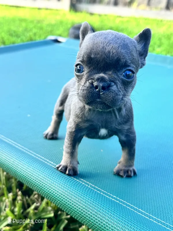 Blue female  – French Bulldog puppy for sale in Port Saint Lucie, FL