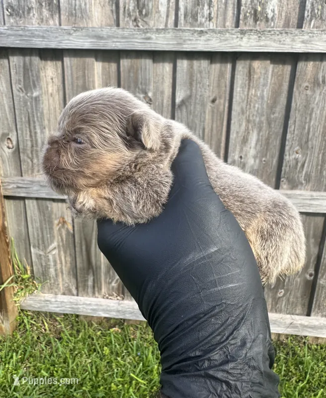 Isabella fluffy girl – French Bulldog puppy for sale in Port Saint Lucie, FL