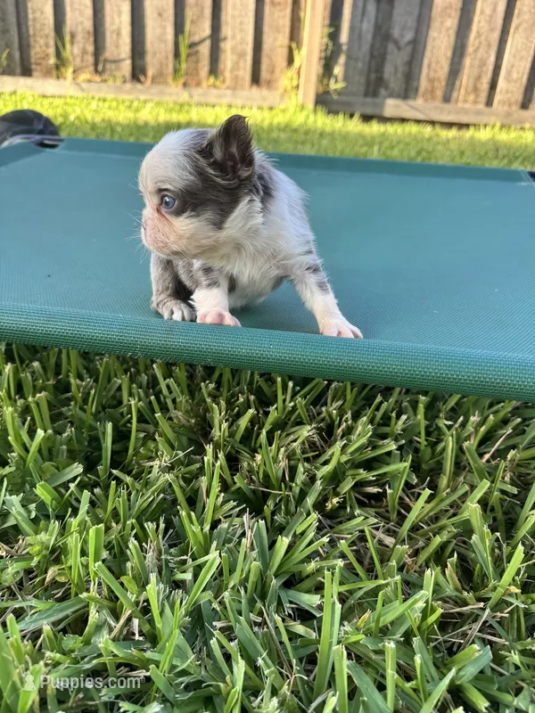 Fluffy Frenchie husky panda  female  – French Bulldog puppy for sale in Port Saint Lucie, FL