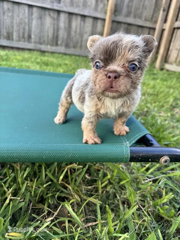 Isabella fluffy Merle male – French Bulldog puppy for sale in Port Saint Lucie, FL