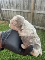 Isabella fluffy Merle male, a male French Bulldog for sale in Port Saint Lucie, FL – 3 of 4