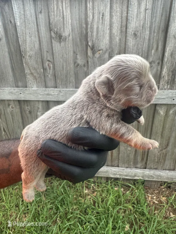 Isabella fluffy girl – French Bulldog puppy for sale in Port Saint Lucie, FL