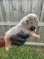 Isabella fluffy girl, a female French Bulldog for sale in Port Saint Lucie, FL – 1 of 5