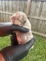 Isabella fluffy Merle male, a male French Bulldog for sale in Port Saint Lucie, FL – 2 of 4
