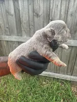 Isabella fluffy girl, a female French Bulldog for sale in Port Saint Lucie, FL – 5 of 5