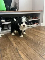 Twix, a male Miniature Bernedoodle for sale in Lititz, PA – Photo 3 of 3