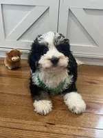 Twix, a male Miniature Bernedoodle for sale in Lititz, PA – Photo 2 of 3