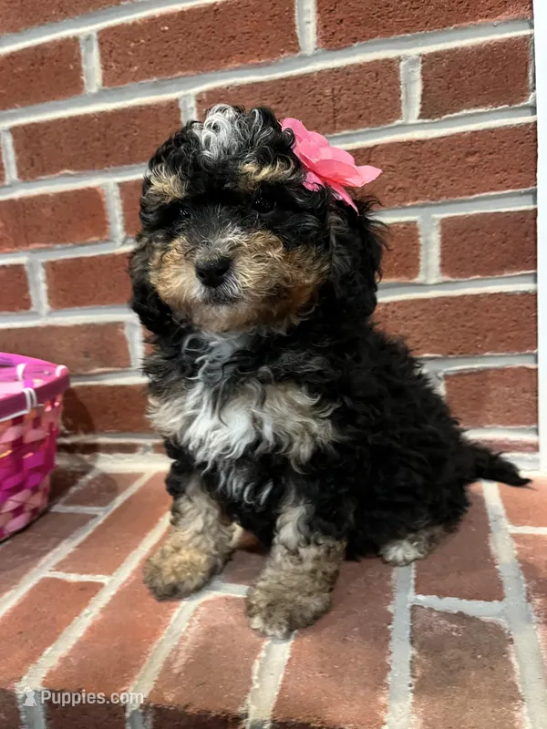 Mini , a female Miniature Bernedoodle for sale in Lititz, PA – Photo 1 of 5