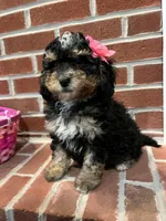 Mini , a female Miniature Bernedoodle for sale in Lititz, PA – Photo 1 of 5