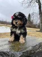 Mini , a female Miniature Bernedoodle for sale in Lititz, PA – Photo 3 of 5