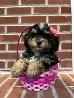 Mini , a female Miniature Bernedoodle for sale in Lititz, PA – Photo 2 of 5