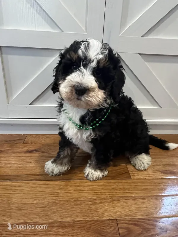Milky Way , a male Miniature Bernedoodle for sale in Lititz, PA – Photo 1 of 4
