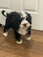 Milky Way , a male Miniature Bernedoodle for sale in Lititz, PA – Photo 2 of 4