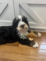 Milky Way , a male Miniature Bernedoodle for sale in Lititz, PA – Photo 4 of 4