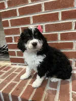 Winnie, a female Miniature Bernedoodle for sale in Lititz, PA – Photo 1 of 4