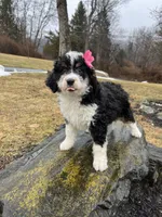 Winnie, a female Miniature Bernedoodle for sale in Lititz, PA – Photo 4 of 4