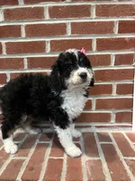 Winnie, a female Miniature Bernedoodle for sale in Lititz, PA – Photo 3 of 4
