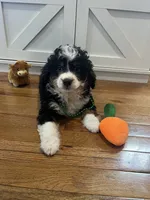 Reeces , a male Miniature Bernedoodle for sale in Lititz, PA – Photo 3 of 3