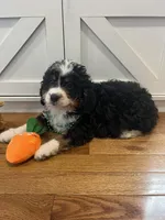 Reeces , a male Miniature Bernedoodle for sale in Lititz, PA – Photo 1 of 3