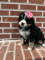 Harper, a female Miniature Bernedoodle for sale in Lititz, PA – Photo 2 of 4