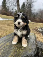 Harper, a female Miniature Bernedoodle for sale in Lititz, PA – Photo 4 of 4