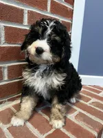 Harper, a female Miniature Bernedoodle for sale in Lititz, PA – Photo 3 of 4