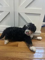 Snickers, a male Miniature Bernedoodle for sale in Lititz, PA – Photo 2 of 5