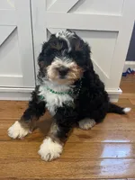 Snickers, a male Miniature Bernedoodle for sale in Lititz, PA – Photo 3 of 5