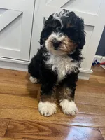 Snickers, a male Miniature Bernedoodle for sale in Lititz, PA – Photo 4 of 5