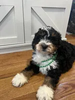 Snickers, a male Miniature Bernedoodle for sale in Lititz, PA – Photo 1 of 5