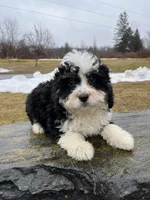 Lola, a female Miniature Bernedoodle for sale in Lititz, PA – Photo 1 of 3