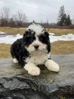 Lola, a female Miniature Bernedoodle for sale in Lititz, PA – Photo 2 of 3