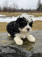 Lola, a female Miniature Bernedoodle for sale in Lititz, PA – Photo 3 of 3