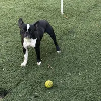 Dexter, a male Frenchton for sale in Santa Barbara, CA – Photo 3 of 5