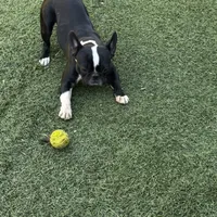 Dexter, a male Frenchton for sale in Santa Barbara, CA – Photo 4 of 5