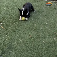 Dexter, a male Frenchton for sale in Santa Barbara, CA – Photo 5 of 5