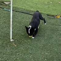 Dexter, a male Frenchton for sale in Santa Barbara, CA – Photo 2 of 5