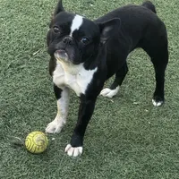 Dexter, a male Frenchton for sale in Santa Barbara, CA – Photo 1 of 5