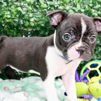 Bruno, a male Frenchton for sale in Santa Barbara, CA – Photo 8 of 10