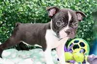 Burno, a male Frenchton for sale in Santa Barbara, CA – Photo 8 of 10