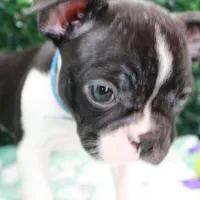 Bruno, a male Frenchton for sale in Santa Barbara, CA – Photo 10 of 10